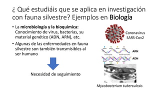 ¿ Qué estudiáis que se aplica en investigación
con fauna silvestre? Ejemplos en Biología
• La microbiología y la bioquímic...