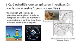 ¿ Qué estudiáis que se aplica en investigación
con fauna silvestre? Ejemplos en Física
• Localización GPS (sistema de
posi...