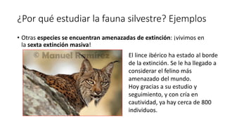¿Por qué estudiar la fauna silvestre? Ejemplos
• Otras especies se encuentran amenazadas de extinción: ¡vivimos en
la sext...