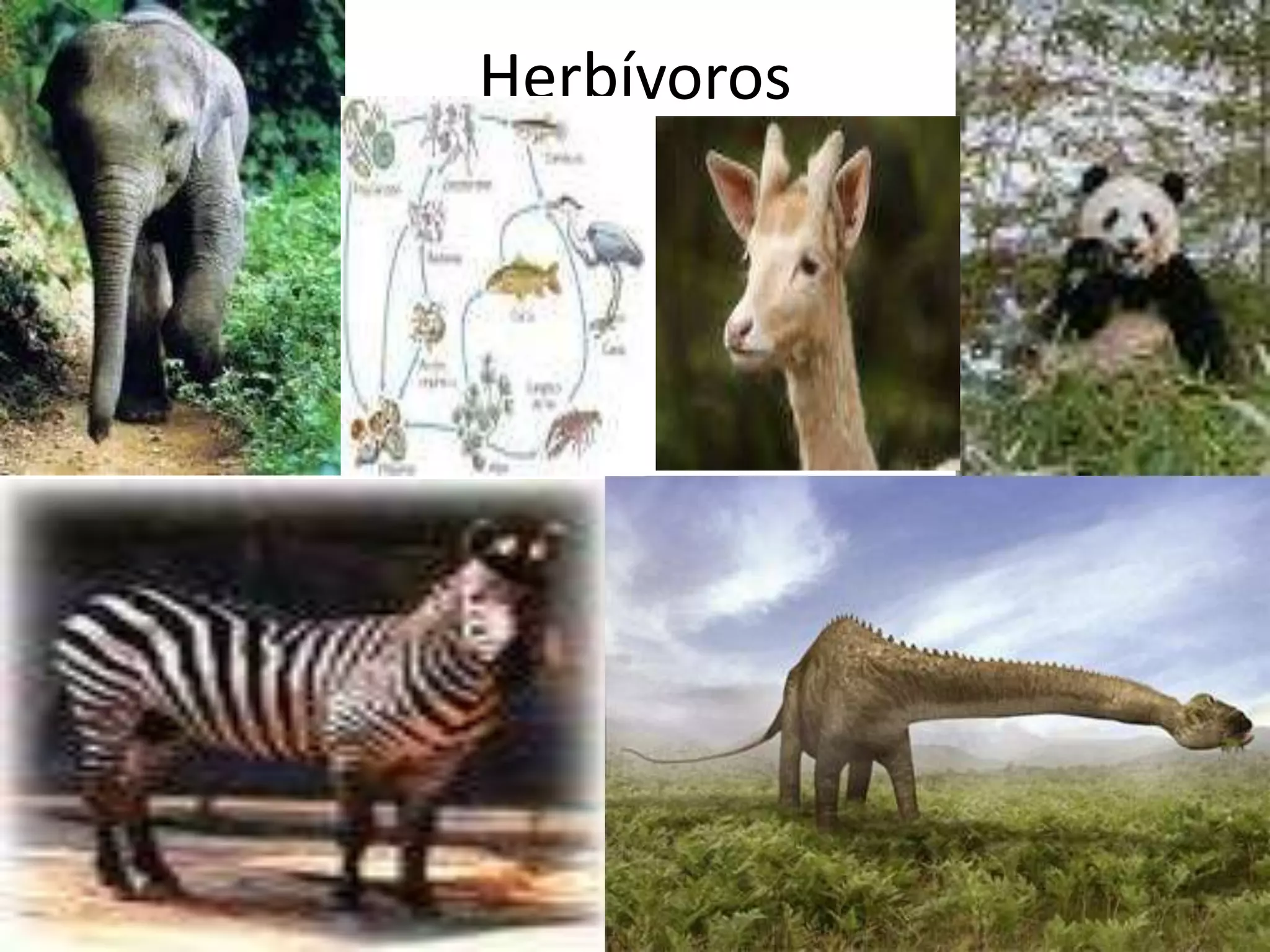 Herbívoros