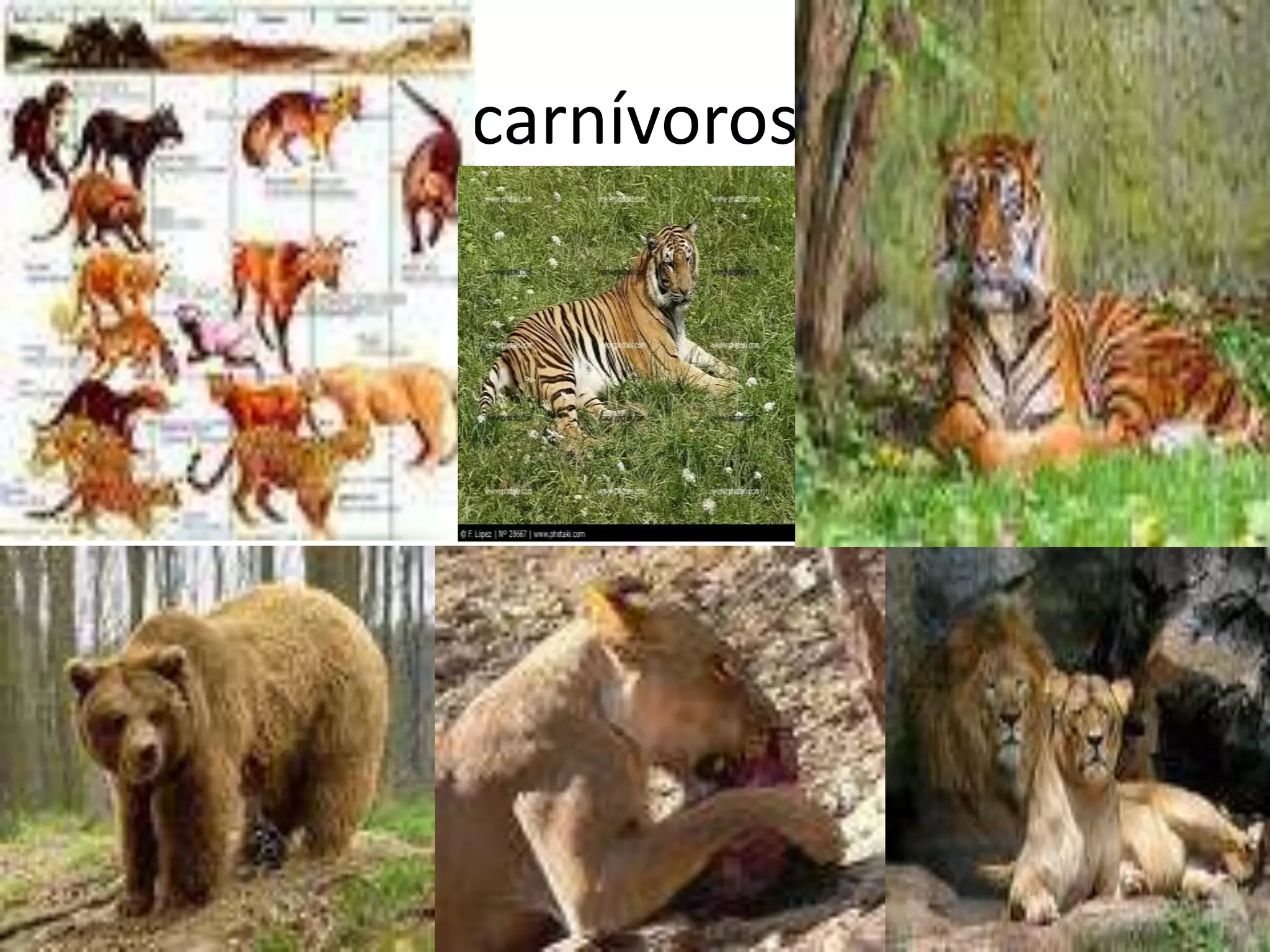 carnívoros