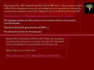 Phytomedicine. 2007 Aug;14(7-8):460-4. Epub 2007 Feb 7. Dose-response effect of Red Maca (Lepidium meyenii) on benign prostatic hyperplasia induced by testosterone enanthate. Gasco M, Villegas L, Yucra S, Rubio J, Gonzales GF.  Disminución de la Hiperplaia prostática provocada en ratones En el grupo tratado con Maca, frente al no tratado y frente a los tratados con Finasteride. Presencia del benzil glucosinolato (0.639%. ) Sin alterar los niveles de Testosterona Reprod. Biol. Endocrinol. 2005 Jan 203:5. Red maca (Lepidium meyenii) reduced prostate size in rats. Gonzales GF, Miranda S, Nieto J, Fernández G, Yucra S, Rubio J, Yi P, Gasco M.  Mayor efecto en la maca roja. Disminución de la Hiperplasia prostática 