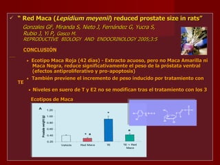“  Red Maca ( Lepidium meyenii ) reduced prostate size in rats” Gonzales GF, Miranda S, Nieto J, Fernández G, Yucra S, Rubio J, Yi P ,  Gasco M. REPRODUCTIVE  BIOLOGY  AND  ENDOCRINOLOGY 2005;3:5 CONCLUSIÓN    Ecotipo Maca Roja (42 días) - Extracto acuoso, pero no Maca Amarilla ni  Maca Negra, reduce significativamente el peso de la próstata ventral  (efectos antiproliferativo y pro-apoptosis)    También previene el incremento de peso inducido por tratamiento con TE    Niveles en suero de T y E2 no se modifican tras el tratamiento con los 3  Ecotipos de Maca 