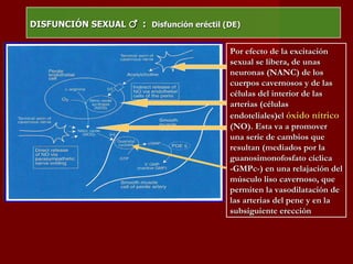 DISFUNCIÓN SEXUAL  ♂   :  Disfunción eréctil (DE) Por efecto de la excitación sexual se libera, de unas neuronas (NANC) de los cuerpos cavernosos y de las células del interior de las arterias (células endoteliales)el  óxido nítrico  (NO). Esta va a promover una serie de cambios que resultan (mediados por la guanosimonofosfato cíclica -GMPc-) en una relajación del músculo liso cavernoso, que permiten la vasodilatación de las arterias del pene y en la subsiguiente erección 