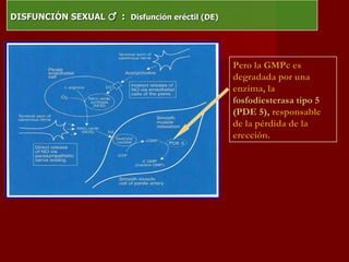 DISFUNCIÓN SEXUAL  ♂   :  Disfunción eréctil (DE) Pero la GMPc es degradada por una enzima, la  fosfodiesterasa tipo 5 (PDE 5),   responsable de la pérdida de la erección. 