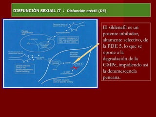 DISFUNCIÓN SEXUAL  ♂   :  Disfunción eréctil (DE) El sildenafil es un potente inhibidor, altamente selectivo, de la PDE 5, lo que se opone a la degradación de la GMPc, impidiendo así la detumescencia peneana. 
