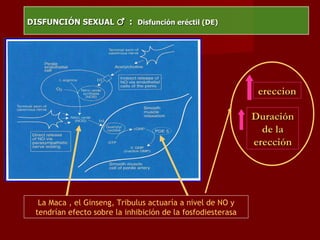 DISFUNCIÓN SEXUAL  ♂   :  Disfunción eréctil (DE) La Maca , el Ginseng, Tribulus actuaría a nivel de NO y tendrían efecto sobre la inhibición de la fosfodiesterasa ereccion Duración de la erección 