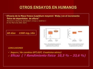 “   Eficacia de la Maca fresca (Lepidium meyenni  Walp.) en el incremento  físico de deportistas  de altura” Ronceros G, Ramos W, Garmendia F, Arroyo J, Gutiérrez J. An Fac Med Lima 2005; 66(4) 60 días  1500 mg./día CONCLUSIONES    Seguro ( No cambios GPT,GOT, Creatinina sérica)    Eficaz  (    Rendimiento físico  10,3 % – 33,6 %) OTROS ENSAYOS EN HUMANOS 