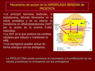 Mecanismo de accion en la HIPERPLASIA BENIGNA de PROSTATA La principal hormona testicular, la testosterona, difunde libremente en la célula prostática y en su interior se transforma en dihidrotestosterona (DHT) por la acción de la enzima 5-alfa-reductasa.  La DHT es la que produce los cambios celulares que inducen y mantienen la HPB. Los estrogenos pueden actuar de forma sinergica con los andógenos. La PROLACTINA puede promover el crecimiento y la proliferación de las células prostáticas en sinergismo con los andrógenos 