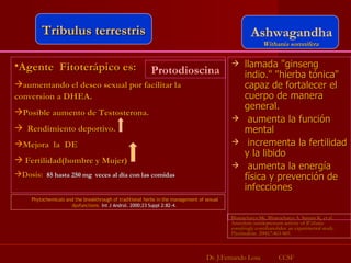 llamada "ginseng indio." "hierba tónica" capaz de fortalecer el cuerpo de manera general.  aumenta la función mental incrementa la fertilidad y la libido aumenta la energía física y prevención de infecciones  Agente  Fitoterápico es: aumentando el deseo sexual por facilitar la conversion a DHEA . Posible aumento de Testosterona.  Rendimiento deportivo. Mejora  la  DE Fertilidad(hombre y Mujer)  Dosis:  85 hasta 250 mg  veces al día con las comidas  Dr. J.Fernando Losa  CCSF Ashwagandha Withania somnifera   Tribulus terrestris Protodioscina Phytochemicals and the breakthrough of traditional herbs in the management of sexual dysfunctions.  Int J Androl. 2000;23 Suppl 2:82-4.  Bhattacharya SK, Bhattacharya A, Sairam K, et al. Anxiolytic-antidepressant activity of  Withania  somnifera gly cowithanolides: an experimental study.  Phytomedicine . 2000;7:463-469.  