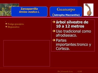 árbol silvestre de 10 a 12 metros   Uso tradicional como afrodiasiaco. Partes importantes:tronco y Corteza.  Zarzaparrilla Smilax medica L . Dr. J.Fernando Losa  CCSF Guanarpo ( Jatropha Macrantha) . Fatiga pasajera.  Depurativo 