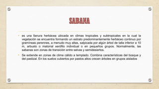 • es una llanura herbácea ubicada en climas tropicales y subtropicales en la cual la
  vegetación se encuentra formando un estrato predominantemente herbáceo continuo por
  gramíneas perennes, a menudo muy altas, salpicada por algún árbol de talla inferior a 10
  m, arbusto o matorral xerófilo individual o en pequeños grupos. Normalmente, las
  sabanas son zonas de transición entre selvas y semidesiertos.
• Se extiende en zonas de clima cálido a templado. Combina características del bosque y
  del pastizal. En los suelos cubiertos por pastos altos crecen árboles en grupos aislados
 