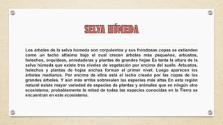 Los árboles de la selva húmeda son corpulentos y sus frondosas copas se extienden
como un techo altísimo bajo el cual crecen árboles más pequeños, arbustos,
helechos, orquídeas, enredaderas y plantas de grandes hojas Es tanta la altura de la
selva húmeda que existe tres niveles de vegetación por encima del suelo. Arbustos,
helechos y plantas de hojas anchas forman el primer nivel. Luego aparecen los
árboles medianos. Por encima de ellos está el techo creado por las copas de los
grandes árboles. Y aún más arriba sobresalen las especies más altas En esta región
natural existe mayor variedad de especies de plantas y animales que en ningún otro
ecosistema; probablemente la mitad de todas las especies conocidas en la Tierra se
encuentran en este ecosistema.
 