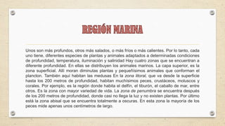 Unos son más profundos, otros más salados, o más fríos o más calientes. Por lo tanto, cada
uno tiene, diferentes especies de plantas y animales adaptados a determinadas condiciones
de profundidad, temperatura, iluminación y salinidad Hay cuatro zonas que se encuentran a
diferente profundidad. En ellas se distribuyen los animales marinos. La capa superior, es la
zona superficial. Allí moran diminutas plantas y pequeñísimos animales que conforman el
plancton. También aquí habitan las medusas En la zona litoral, que va desde la superficie
hasta los 200 metros de profundidad, habitan muchísimos peces, crustáceos, moluscos y
corales. Por ejemplo, es la región donde habita el delfín, el tiburón, el caballo de mar, entre
otros. Es la zona con mayor variedad de vida. La zona de penumbra se encuentra después
de los 200 metros de profundidad, donde casi no llega la luz y no existen plantas. Por último
está la zona abisal que se encuentra totalmente a oscuras. En esta zona la mayoría de los
peces mide apenas unos centímetros de largo.
 