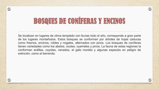 Se localizan en lugares de clima templado con lluvias todo el año, corresponde a gran parte
de los lugares montañosos. Estos bosques se conforman por árboles de hojas caducas
como fresnos, encinos, robles y nogales, alternados con pinos. Los bosques de coníferas
tienen variedades como los abetos, ocotes, oyameles y pinos. La fauna de estas regiones la
conforman ardillas, coyotes, venados, el gato montés y algunas especies en peligro de
extinción, como el berrendo.
 