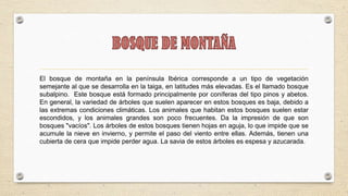 El bosque de montaña en la península Ibérica corresponde a un tipo de vegetación
semejante al que se desarrolla en la taiga, en latitudes más elevadas. Es el llamado bosque
subalpino. Este bosque está formado principalmente por coníferas del tipo pinos y abetos.
En general, la variedad de árboles que suelen aparecer en estos bosques es baja, debido a
las extremas condiciones climáticas. Los animales que habitan estos bosques suelen estar
escondidos, y los animales grandes son poco frecuentes. Da la impresión de que son
bosques "vacíos". Los árboles de estos bosques tienen hojas en aguja, lo que impide que se
acumule la nieve en invierno, y permite el paso del viento entre ellas. Además, tienen una
cubierta de cera que impide perder agua. La savia de estos árboles es espesa y azucarada.
 