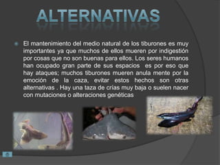  El mantenimiento del medio natural de los tiburones es muy
importantes ya que muchos de ellos mueren por indigestión
por cosas que no son buenas para ellos. Los seres humanos
han ocupado gran parte de sus espacios es por eso que
hay ataques; muchos tiburones mueren anula mente por la
emoción de la caza, evitar estos hechos son otras
alternativas . Hay una taza de crías muy baja o suelen nacer
con mutaciones o alteraciones genéticas
 
