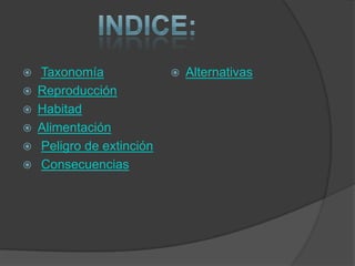  Taxonomía
 Reproducción
 Habitad
 Alimentación
 Peligro de extinción
 Consecuencias
 Alternativas
 