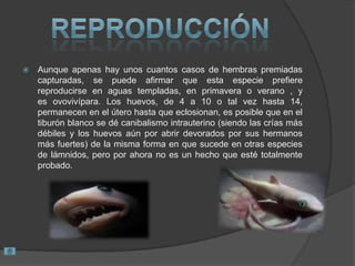  Aunque apenas hay unos cuantos casos de hembras premiadas
capturadas, se puede afirmar que esta especie prefiere
reproducirse en aguas templadas, en primavera o verano , y
es ovovivípara. Los huevos, de 4 a 10 o tal vez hasta 14,
permanecen en el útero hasta que eclosionan, es posible que en el
tiburón blanco se dé canibalismo intrauterino (siendo las crías más
débiles y los huevos aún por abrir devorados por sus hermanos
más fuertes) de la misma forma en que sucede en otras especies
de lámnidos, pero por ahora no es un hecho que esté totalmente
probado.
 