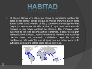  El tiburón blanco vive sobre las zonas de plataforma continental,
cerca de las costas, donde el agua es menos profunda. Es en estas
zonas donde la abundancia de luz y corrientes marinas genera una
mayor concentración de vida animal, lo que para esta especie
equivale a una mayor cantidad de alimento. Sin embargo, están
ausentes de los fríos océanos ártico y antártico, a pesar de su gran
abundancia en plancton, peces y mamíferos marinos. Los tiburones
blancos tienen un avanzado metabolismo que les permite
mantenerse más calientes que el agua que les rodea, pero no lo
suficiente como para poblar estas zonas extremas.
 