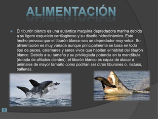  El tiburón blanco es una auténtica maquina depredadora marina debido
a su ligero esqueleto cartilaginoso y su diseño hidrodinámico. Este
hecho provoca que el tiburón blanco sea un depredador muy veloz. Su
alimentación es muy variada aunque principalmente se basa en todo
tipo de peces, calamares y seres vivos que habiten el hábitat del tiburón
blanco. Debido a su tamaño y su privilegiada potencia en la mandíbula
(dotada de afilados dientes), el tiburón blanco es capaz de atacar a
animales de mayor tamaño como podrían ser otros tiburones o, incluso,
ballenas.
 