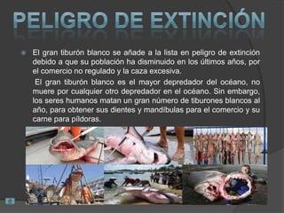  El gran tiburón blanco se añade a la lista en peligro de extinción
debido a que su población ha disminuido en los últimos años, por
el comercio no regulado y la caza excesiva.
El gran tiburón blanco es el mayor depredador del océano, no
muere por cualquier otro depredador en el océano. Sin embargo,
los seres humanos matan un gran número de tiburones blancos al
año, para obtener sus dientes y mandíbulas para el comercio y su
carne para píldoras.
 