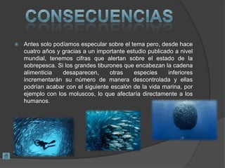  Antes solo podíamos especular sobre el tema pero, desde hace
cuatro años y gracias a un importante estudio publicado a nivel
mundial, tenemos cifras que alertan sobre el estado de la
sobrepesca. Si los grandes tiburones que encabezan la cadena
alimenticia desaparecen, otras especies inferiores
incrementarán su número de manera descontrolada y ellas
podrían acabar con el siguiente escalón de la vida marina, por
ejemplo con los moluscos, lo que afectaría directamente a los
humanos.
 