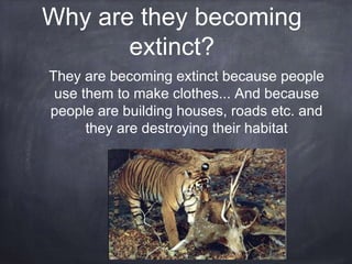 Why are they becoming
extinct?
They are becoming extinct because people
use them to make clothes... And because
people are building houses, roads etc. and
they are destroying their habitat
 