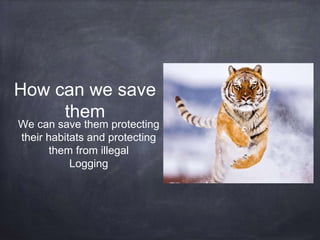 How can we save
them
We can save them protecting
their habitats and protecting
them from illegal
Logging
 