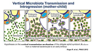 Hypotheses on the vertical transmission mechanism of the obligate aphid symbiont Buchnera
from a maternal bacteriocyte to an early embryo
Koga R. et al., PNAS 2012
 