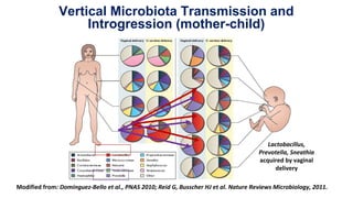 Modified from: Dominguez-Bello et al., PNAS 2010; Reid G, Busscher HJ et al. Nature Reviews Microbiology, 2011.
Lactobacillus,
Prevotella, Sneathia
acquired by vaginal
delivery
Vertical Microbiota Transmission and
Introgression (mother-child)
 