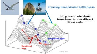 Mutational
Path
Introgressive paths
Introgressive paths allows
transmission between different
fitness peaks
Crossing transmission bottlenecks
 