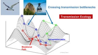 Mutational
Path
Introgressive paths
Transmission Ecology
Crossing transmission bottlenecks
 
