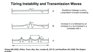 Türing Instability and Transmission Waves
Türing AM (1952). Philos. Trans. Roy. Soc. London B, 237:37, and Kauffman SA (1993) The Origins
Equilibrium between x and y.
x population is locally increasing
Increase in x is followed by an
increase in y, but increase in y
competes with x
 