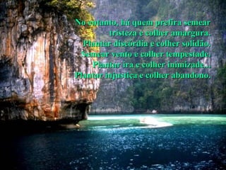 No entanto, há quem prefira semear tristeza e colher amargura. Plantar discórdia e colher solidão. Semear vento e colher tempestade. Plantar ira e colher inimizade... Plantar injustiça e colher abandono.