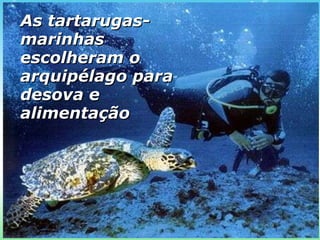 As tartarugas-marinhas escolheram o arquipélago para desova e alimentação   