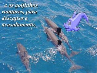 e os golfinhos rotatores, para descanso e acasalamento.   