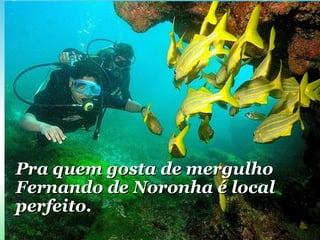 Pra quem gosta de mergulho Fernando de Noronha é local perfeito. 