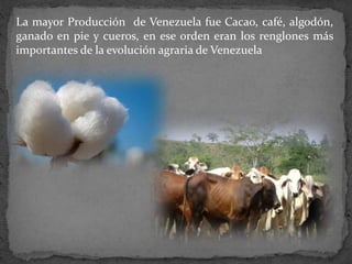 La mayor Producción de Venezuela fue Cacao, café, algodón,
ganado en pie y cueros, en ese orden eran los renglones más
importantes de la evolución agraria de Venezuela