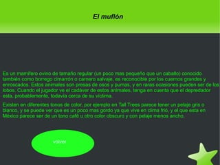 El muflón

Es un mamífero ovino de tamaño regular (un poco mas pequeño que un caballo) conocido
también como borrego cimarrón o carnero salvaje, es reconocible por los cuernos grandes y
enroscados. Estos animales son presas de osos y pumas, y en raras ocasiones pueden ser de los
lobos. Cuando el jugador ve el cadáver de estos animales, tenga en cuenta que el depredador
esta, probablemente, todavía cerca de su víctima.
Existen en diferentes tonos de color, por ejemplo en Tall Trees parece tener un pelaje gris o
blanco, y se puede ver que es un poco mas gordo ya que vive en clima frió, y el que esta en
México parece ser de un tono café u otro color obscuro y con pelaje menos ancho.

volver

 

 

 
