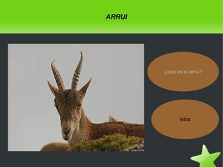 ARRUI

¿que es el arrui?

fotos

 

 

 