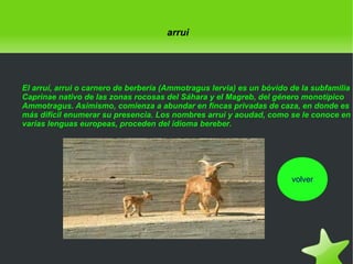 arrui

El arruí, arrui o carnero de berbería (Ammotragus lervia) es un bóvido de la subfamilia
Caprinae nativo de las zonas rocosas del Sáhara y el Magreb, del género monotípico
Ammotragus. Asimismo, comienza a abundar en fincas privadas de caza, en donde es
más difícil enumerar su presencia. Los nombres arruí y aoudad, como se le conoce en
varias lenguas europeas, proceden del idioma bereber.

volver

 

 

 
