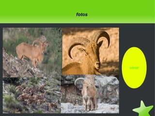 fotos

volver

 

 

 