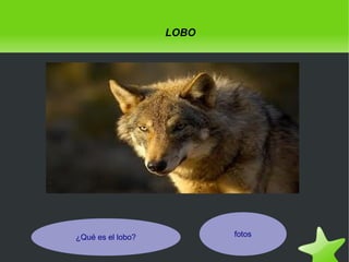 LOBO

fotos

¿Qué es el lobo?
 

 

 