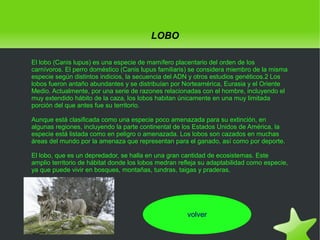 LOBO
El lobo (Canis lupus) es una especie de mamífero placentario del orden de los
carnívoros. El perro doméstico (Canis lupus familiaris) se considera miembro de la misma
especie según distintos indicios, la secuencia del ADN y otros estudios genéticos.2 Los
lobos fueron antaño abundantes y se distribuían por Norteamérica, Eurasia y el Oriente
Medio. Actualmente, por una serie de razones relacionadas con el hombre, incluyendo el
muy extendido hábito de la caza, los lobos habitan únicamente en una muy limitada
porción del que antes fue su territorio.
Aunque está clasificada como una especie poco amenazada para su extinción, en
algunas regiones, incluyendo la parte continental de los Estados Unidos de América, la
especie está listada como en peligro o amenazada. Los lobos son cazados en muchas
áreas del mundo por la amenaza que representan para el ganado, así como por deporte.
El lobo, que es un depredador, se halla en una gran cantidad de ecosistemas. Este
amplio territorio de hábitat donde los lobos medran refleja su adaptabilidad como especie,
ya que puede vivir en bosques, montañas, tundras, taigas y praderas.

volver
 

 

 