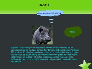 JABALÍ
A ver quién se me acerca

fotos

El jabalí (Sus scrofa) es un mamífero artiodáctilo de la familia de los
suidos presente en Europa, aunque hay también subespecies en América,
África y Asia. El jabalí se puede encontrar en la península Ibérica, donde
su población es abundante y es considerado como pieza de caza mayor.
Está incluido en la lista 100 de las especies exóticas invasoras más
dañinas del mundo de la Unión Internacional para la Conservación de la
Naturaleza.
 

 

 