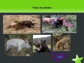 Fotos de jabalíes

volver
 

 

 