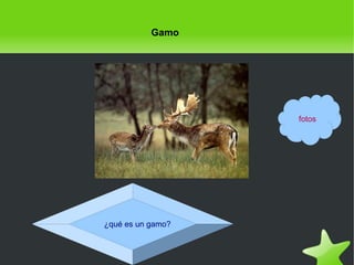 Gamo

fotos

¿qué es un gamo?

 

 

 