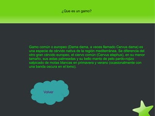 ¿Que es un gamo?

Gamo común o europeo (Dama dama, a veces llamado Cervus dama) es
una especie de cérvido nativa de la región mediterránea. Se diferencia del
otro gran cérvido europeo, el ciervo común (Cervus elaphus), en su menor
tamaño, sus astas palmeadas y su bello manto de pelo pardo-rojizo
salpicado de motas blancas en primavera y verano (ocasionalmente con
una banda oscura en el lomo).

Volver

 

 

 