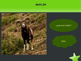 MUFLÓN

¿que es el muflón?

fotos

 

 

 